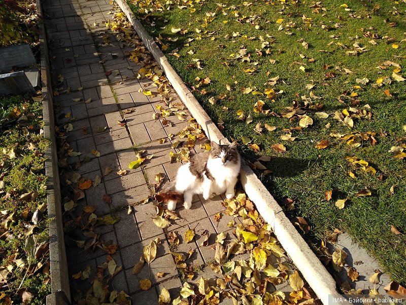 Мои крошки проводили осень (фото 10)