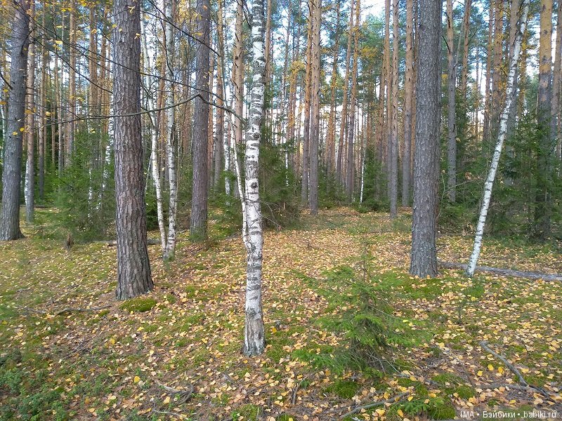 Мои крошки проводили осень