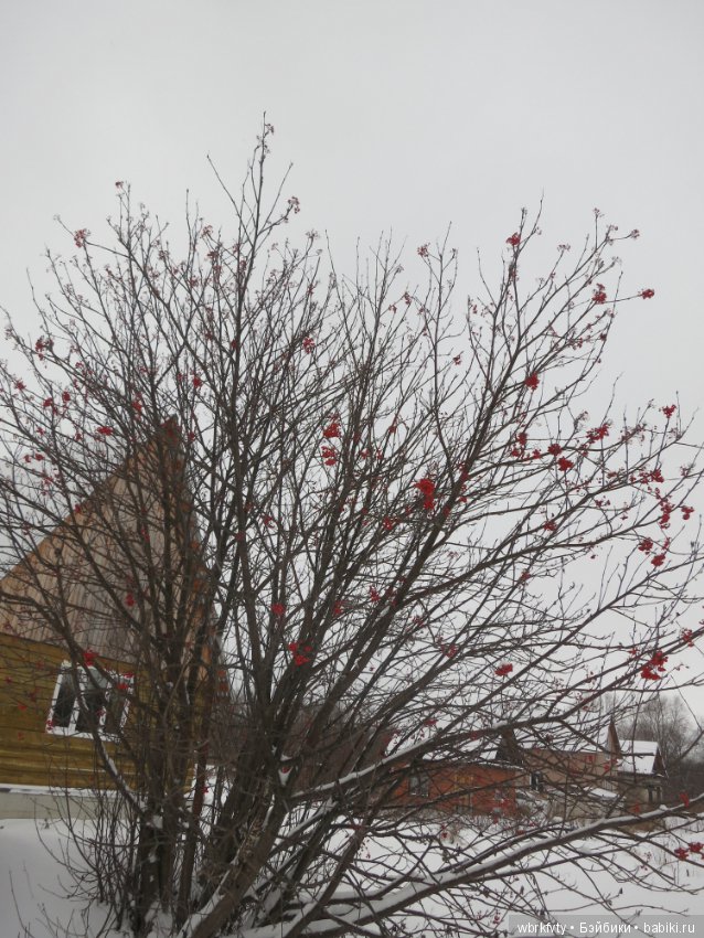 У природы нет плохой погоды...на прогулке (фото 9)