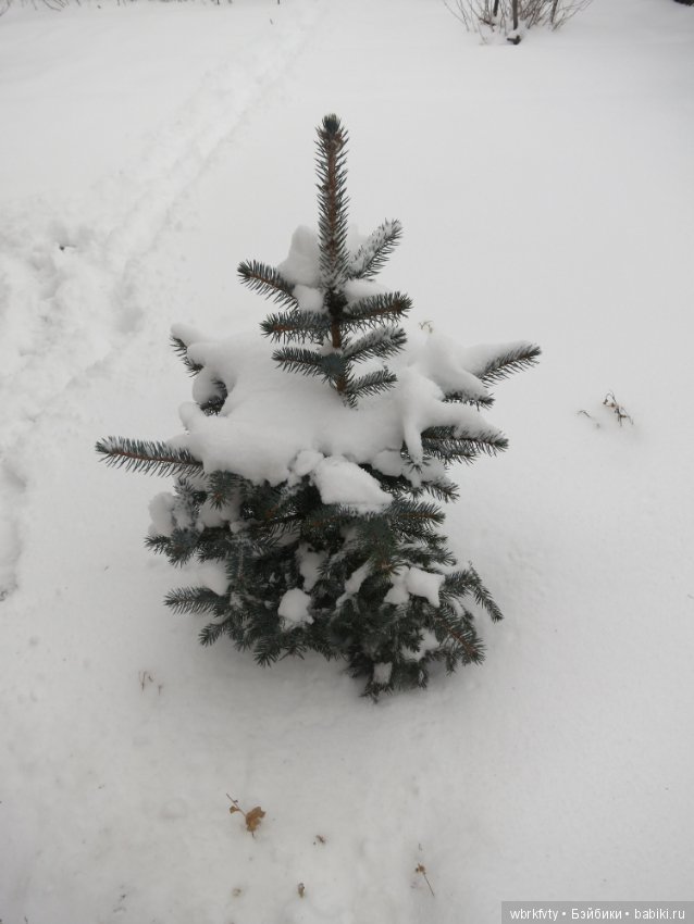 У природы нет плохой погоды...на прогулке (фото 6)