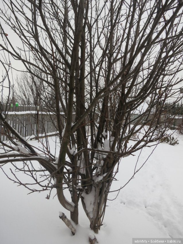 У природы нет плохой погоды...на прогулке (фото 8)