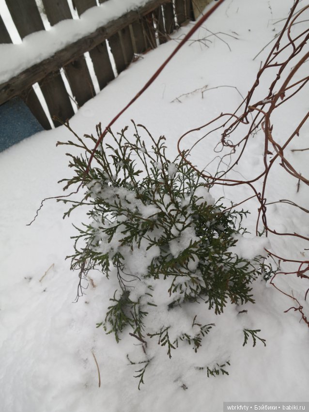 У природы нет плохой погоды...на прогулке (фото 7)