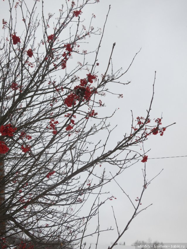 У природы нет плохой погоды...на прогулке (фото 10)