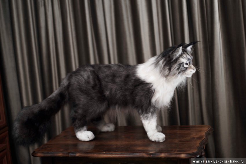 Мейн Кун подвижная игрушка 70 см