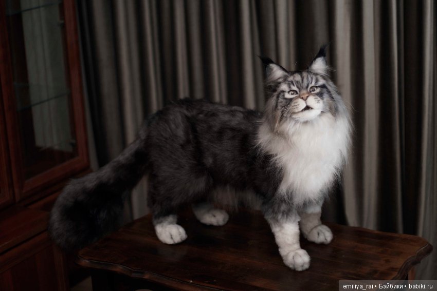 Мейн Кун подвижная игрушка 70 см