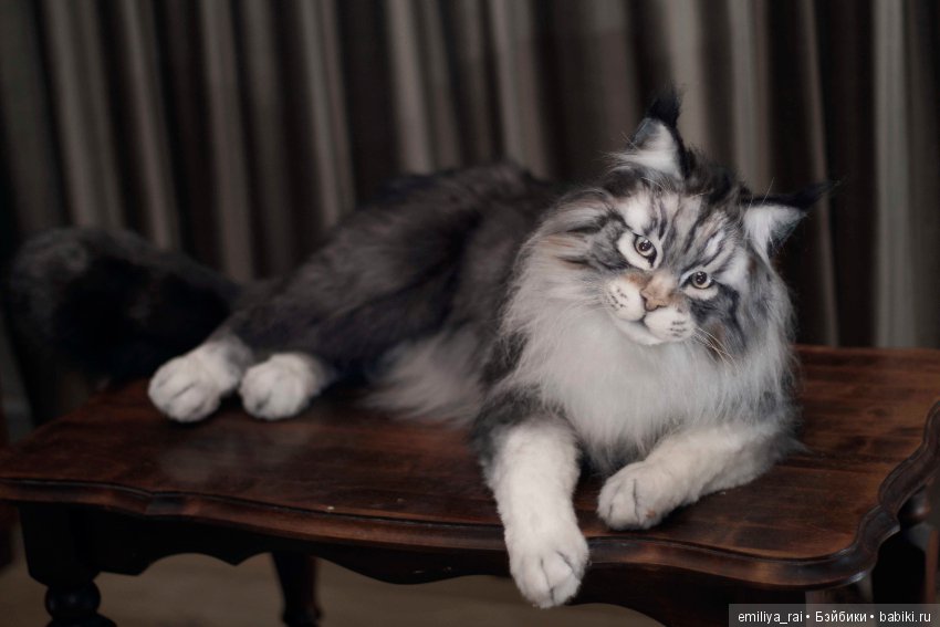 Мейн Кун подвижная игрушка 70 см (фото 7)