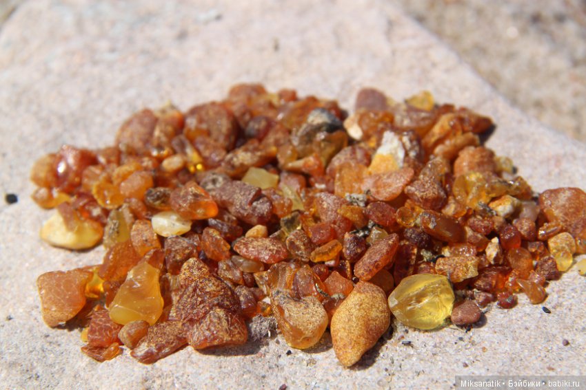 Как мы с ежатами янтарь собирали