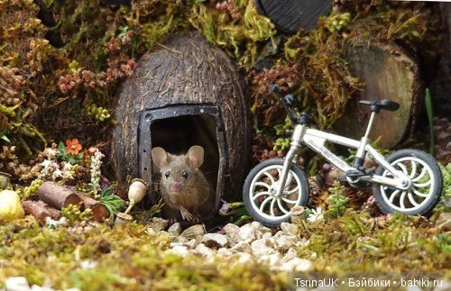 Мини - деревня для мышей — В мире животных: смешные фото питомцев и зверей