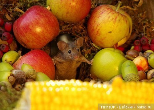 Мини - деревня для мышей — В мире животных: смешные фото питомцев и зверей (фото 4)