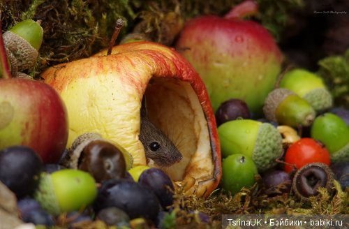 Мини - деревня для мышей — В мире животных: смешные фото питомцев и зверей