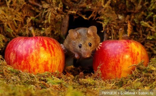 Мини - деревня для мышей — В мире животных: смешные фото питомцев и зверей