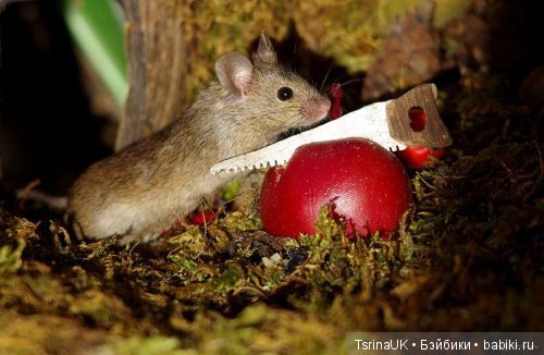 Мини - деревня для мышей — В мире животных: смешные фото питомцев и зверей