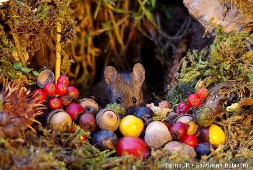 Мини - деревня для мышей — В мире животных: смешные фото питомцев и зверей