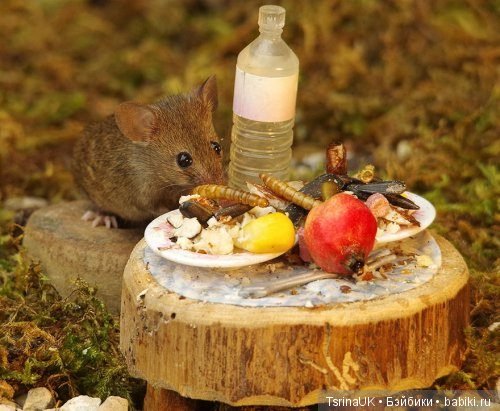 Мини - деревня для мышей — В мире животных: смешные фото питомцев и зверей (фото 8)
