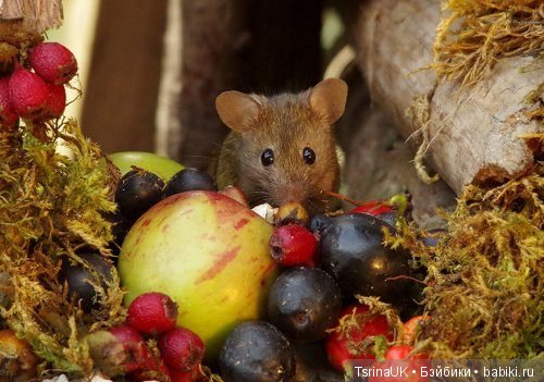 Мини - деревня для мышей — В мире животных: смешные фото питомцев и зверей