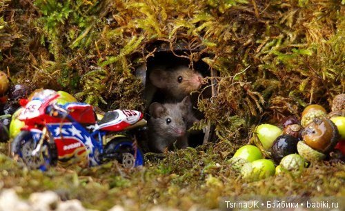 Мини - деревня для мышей — В мире животных: смешные фото питомцев и зверей