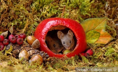 Мини - деревня для мышей — В мире животных: смешные фото питомцев и зверей (фото 6)