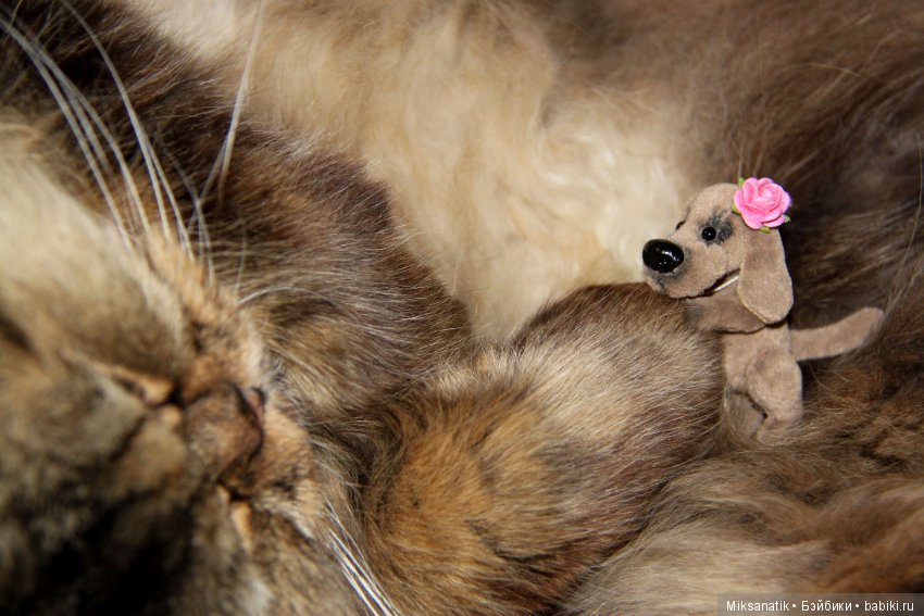 Преданней собаки нету существа (фото 5)