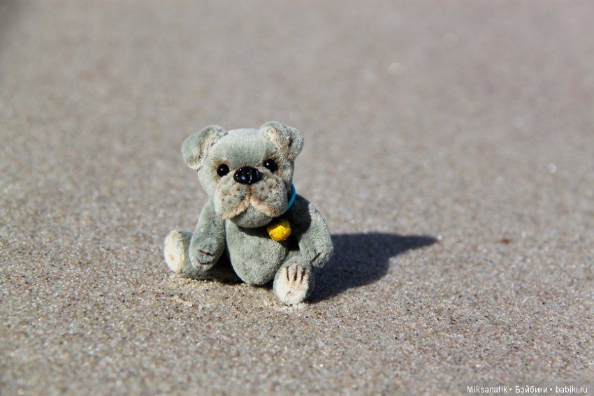 Преданней собаки нету существа (фото 3)