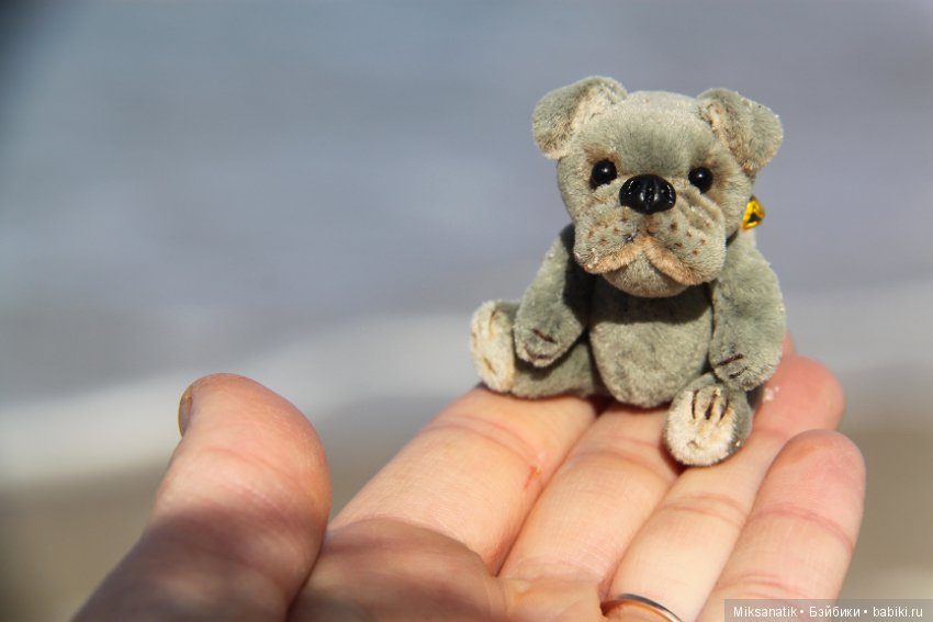 Преданней собаки нету существа (фото 2)