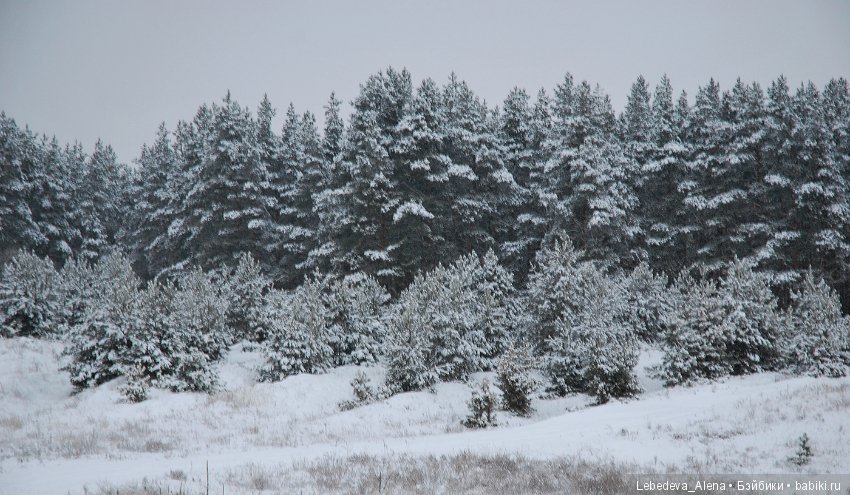 Как Марта Льюиса с зимой знакомила (фото 6)