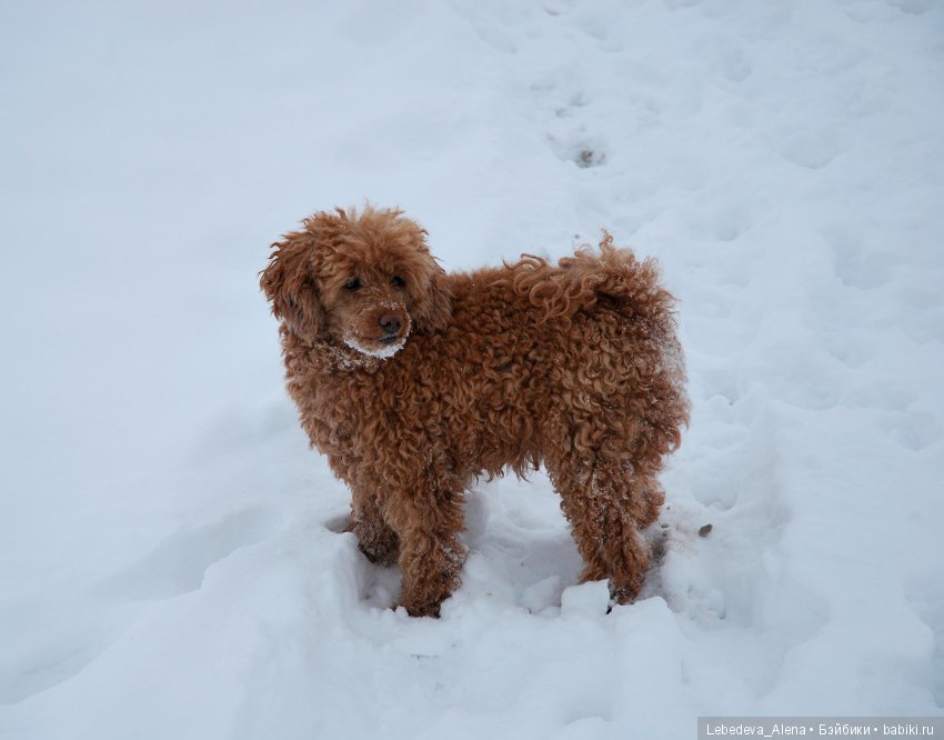 Как Марта Льюиса с зимой знакомила (фото 5)
