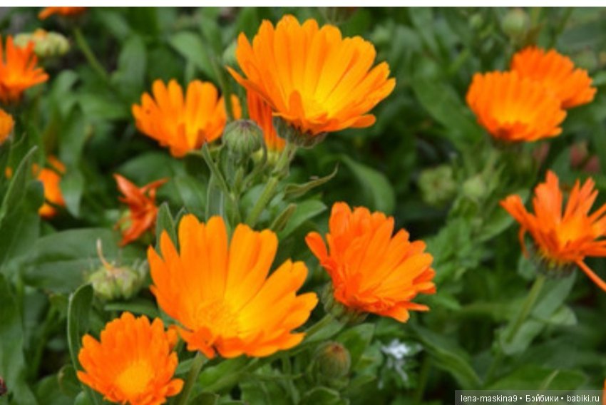 Назад в СССР — Интересное и необычное: фотоподборки (фото 5)