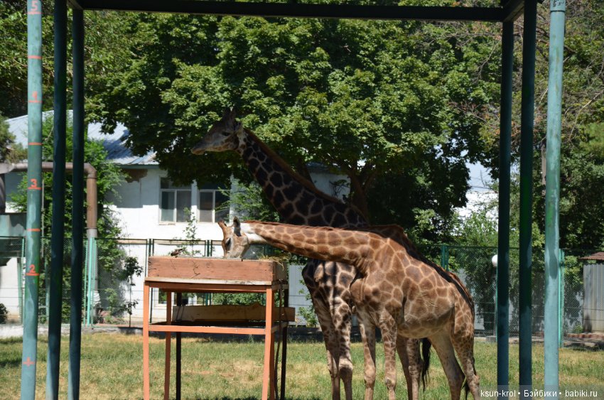 Каникулы в Алматы. Часть 2