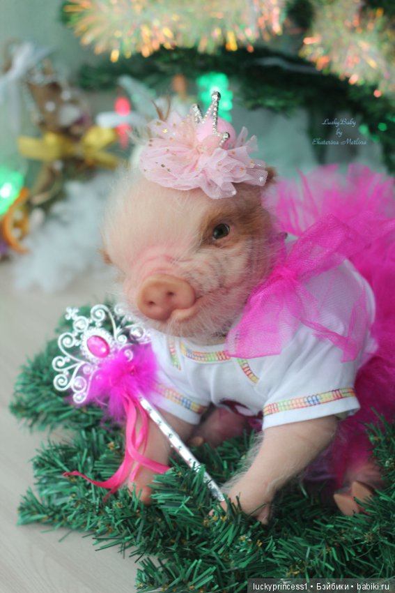 Мисс Piggy Queen. Свинка реборн из молда Thistle by Cindy Musgrove