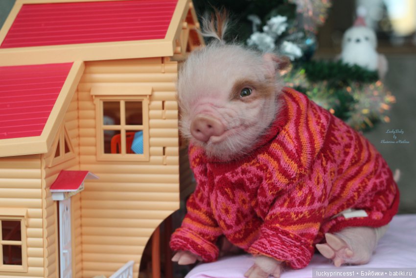 Мисс Piggy Queen. Свинка реборн из молда Thistle by Cindy Musgrove