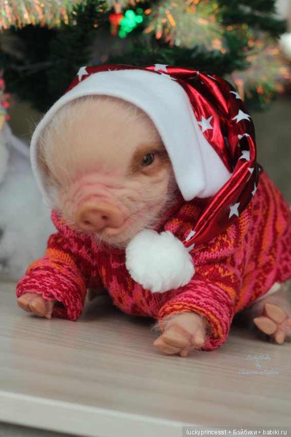 Мисс Piggy Queen. Свинка реборн из молда Thistle by Cindy Musgrove