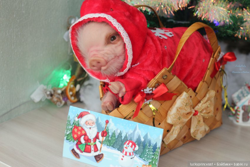 Мисс Piggy Queen. Свинка реборн из молда Thistle by Cindy Musgrove