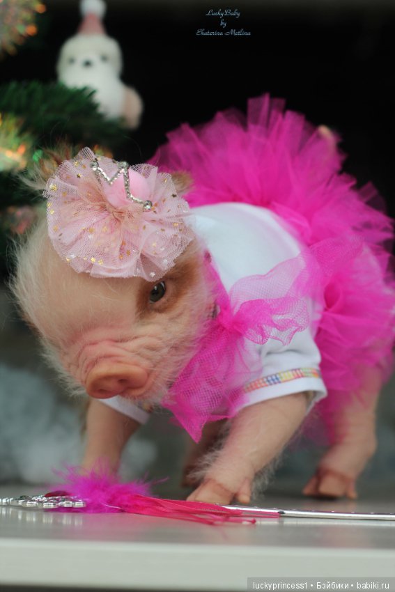 Мисс Piggy Queen. Свинка реборн из молда Thistle by Cindy Musgrove (фото 7)