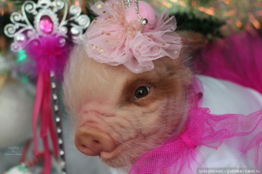 Мисс Piggy Queen. Свинка реборн из молда Thistle by Cindy Musgrove (фото 10)