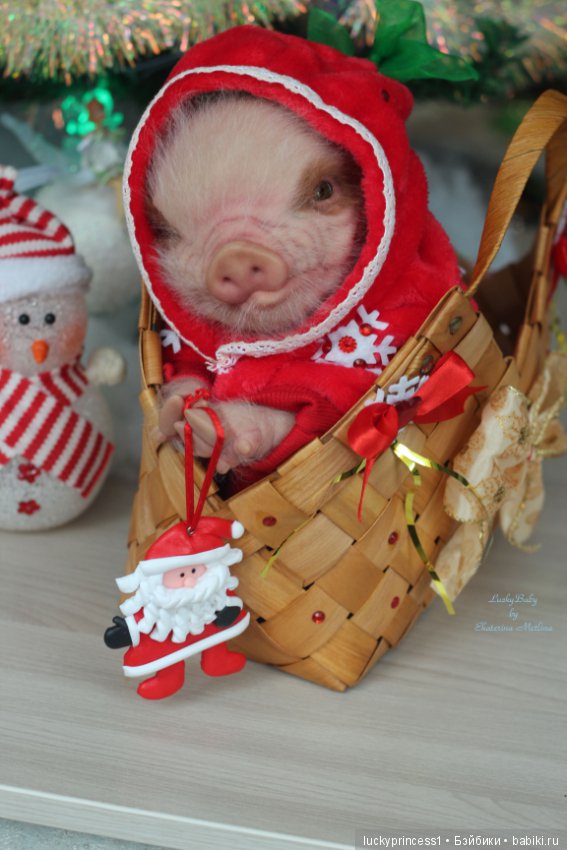 Мисс Piggy Queen. Свинка реборн из молда Thistle by Cindy Musgrove