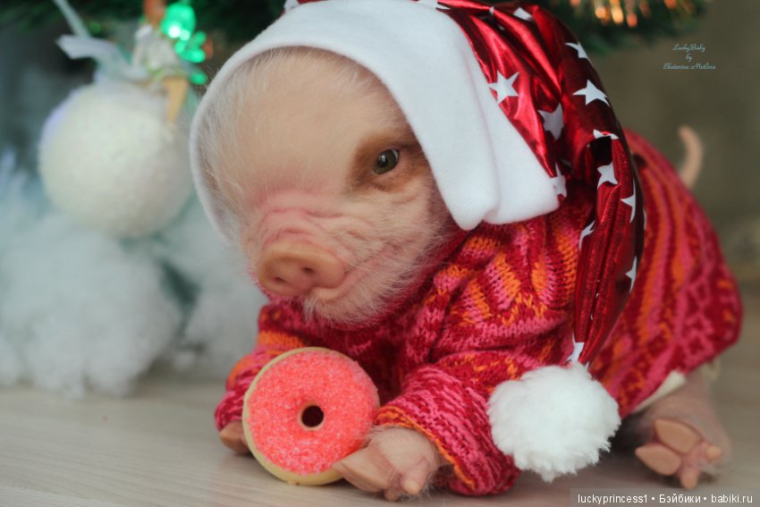 Мисс Piggy Queen. Свинка реборн из молда Thistle by Cindy Musgrove