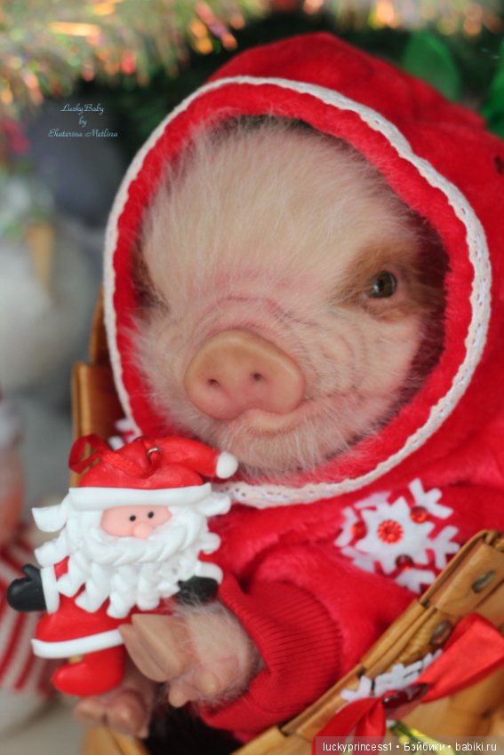 Мисс Piggy Queen. Свинка реборн из молда Thistle by Cindy Musgrove