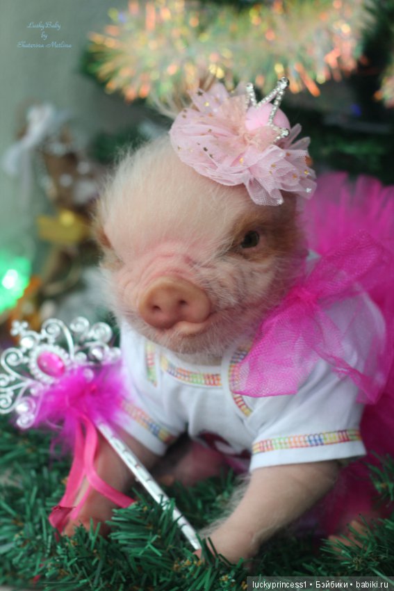 Мисс Piggy Queen. Свинка реборн из молда Thistle by Cindy Musgrove