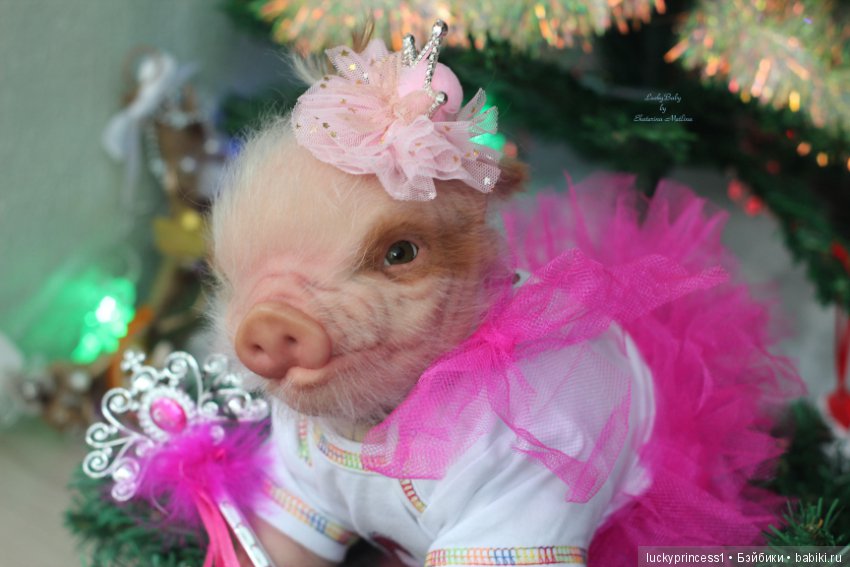 Мисс Piggy Queen. Свинка реборн из молда Thistle by Cindy Musgrove