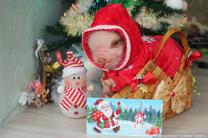 Мисс Piggy Queen. Свинка реборн из молда Thistle by Cindy Musgrove