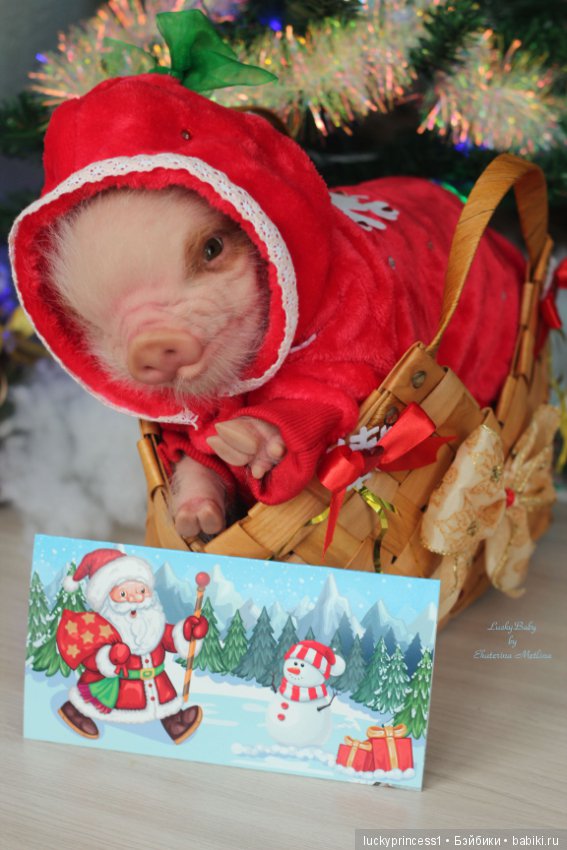 Мисс Piggy Queen. Свинка реборн из молда Thistle by Cindy Musgrove