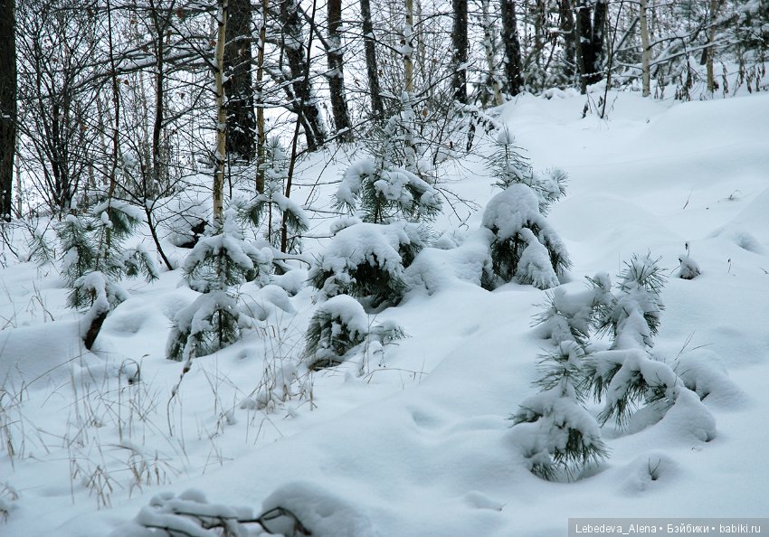 Зима и псы — Болталка и разговоры обо всем: жизнь