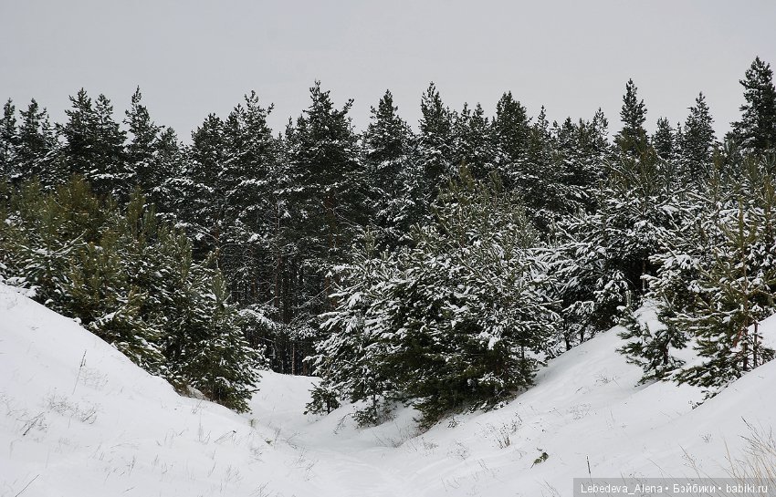 Зима и псы — Болталка и разговоры обо всем: жизнь (фото 2)