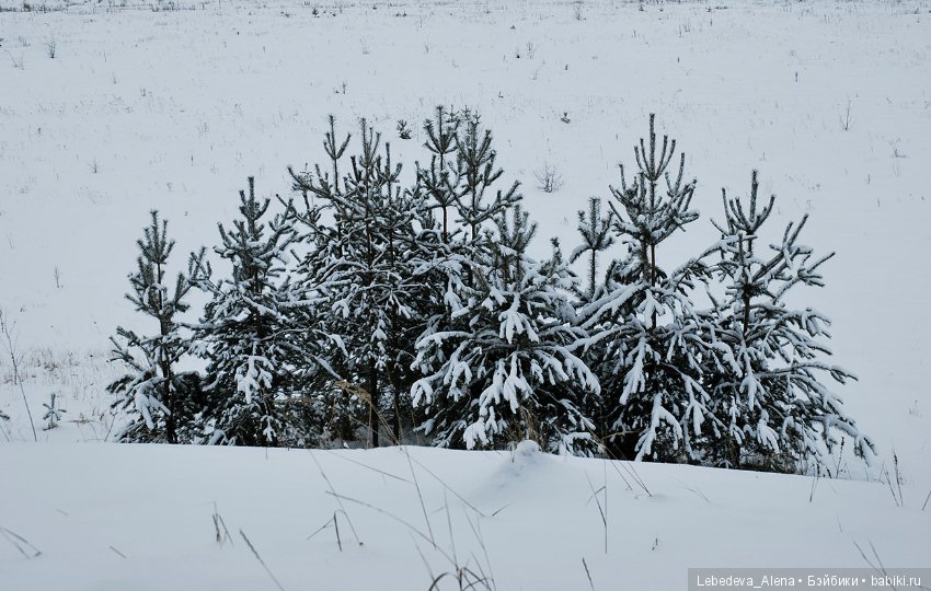 Зима и псы — Болталка и разговоры обо всем: жизнь (фото 5)