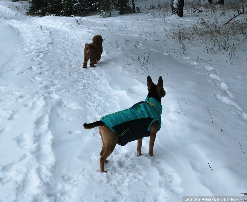 Зима и псы — Болталка и разговоры обо всем: жизнь