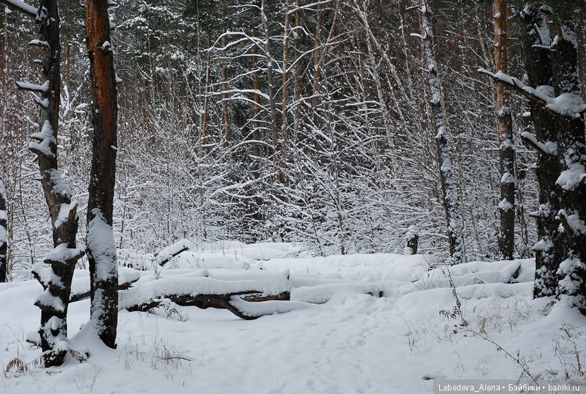 Зима и псы — Болталка и разговоры обо всем: жизнь (фото 10)