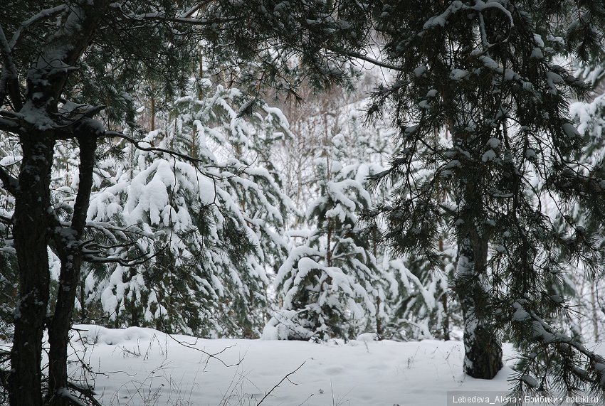 Зима и псы — Болталка и разговоры обо всем: жизнь (фото 8)