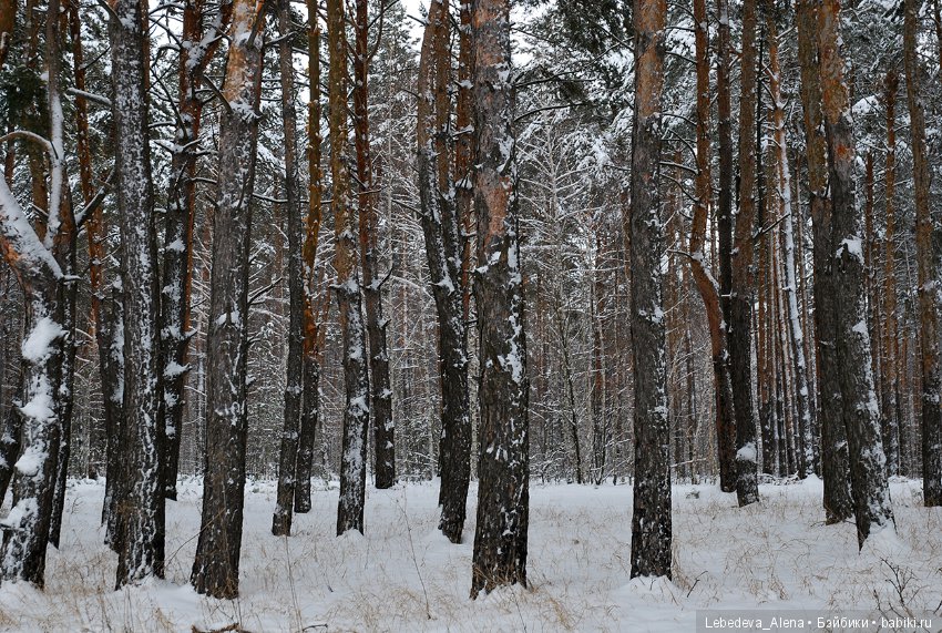 Зима и псы — Болталка и разговоры обо всем: жизнь (фото 6)
