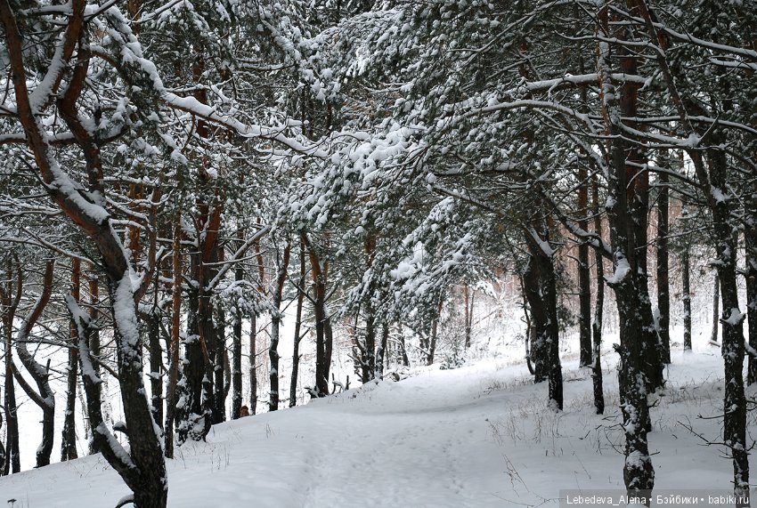 Зима и псы — Болталка и разговоры обо всем: жизнь (фото 9)