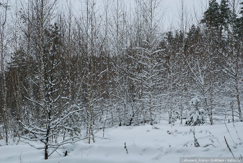 Зима и псы — Болталка и разговоры обо всем: жизнь
